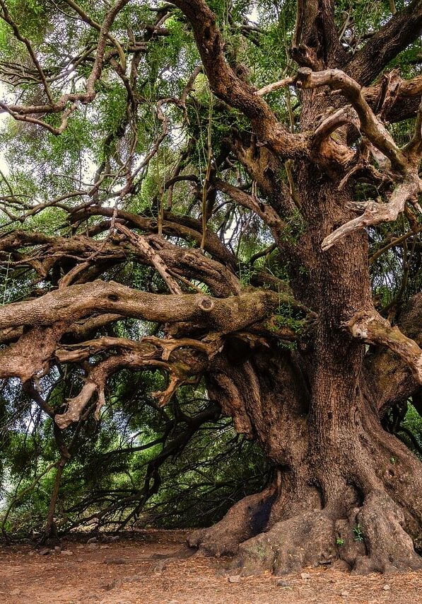 Center for Well Being Dick Larson Colorado Springs